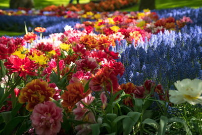 Close-up of fresh purple flowers in field