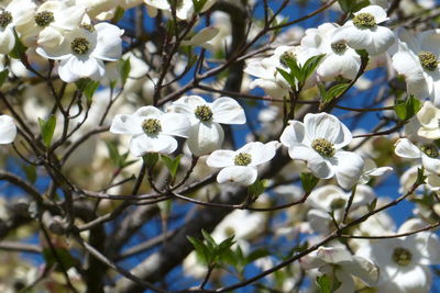 Close-up of white cherry blossoms in spring