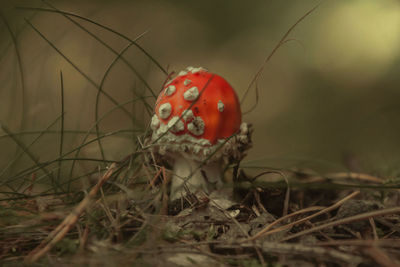 Close-up of fly agaric mushroom on field