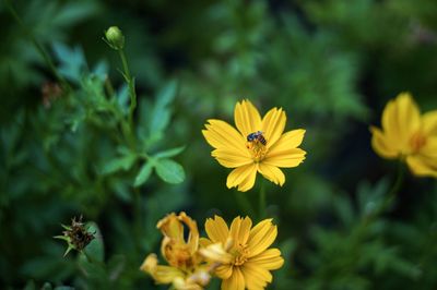 Close-up of insect on yellow flower