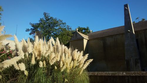 Plants growing on field by building against clear blue sky