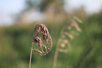 Close-up of wilted plant on field