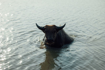Portrait of horse in a lake