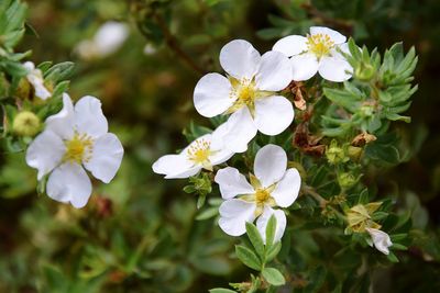 Close-up of white flowers blooming outdoors