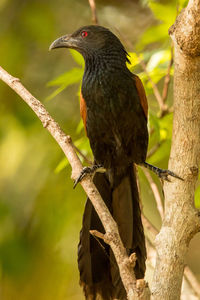 Close-up of bird perching on branch