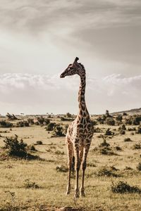 Giraffe standing on landscape against sky