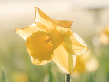 Close-up of yellow flower