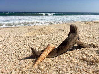 Driftwood on beach