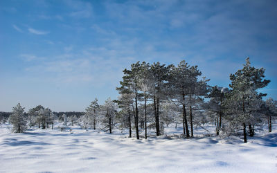 Trees on snow field against sky