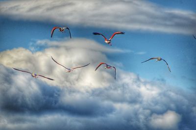 Low angle view of birds flying in sky