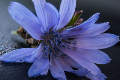 Close-up of purple flowering plant