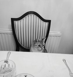 Portrait of cat sitting on table at home