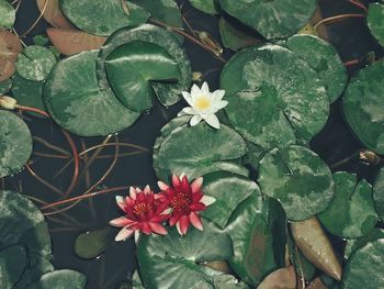 High angle view of flowering plants in water