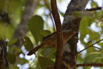 Low angle view of bird perching on tree