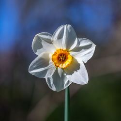 Close-up of white flower