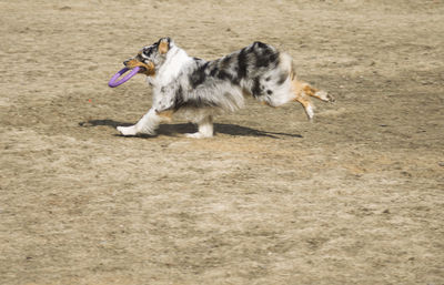 High angle view of dog running