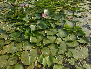 High angle view of water lily on leaves