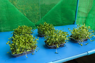 High angle view of potted plant on table