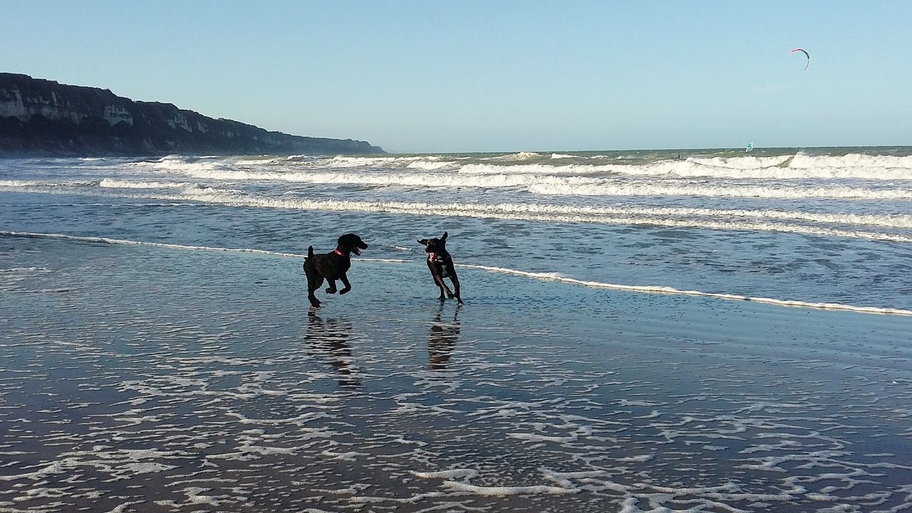 water, sea, beach, shore, full length, horizon over water, leisure activity, lifestyles, clear sky, animal themes, men, sand, vacations, silhouette, walking, nature, dog, domestic animals