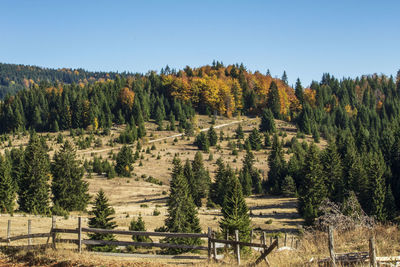 Trees on field against sky