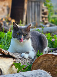 Close-up of cat sitting on field