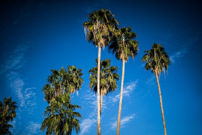 Low angle view of coconut palm trees against blue sky