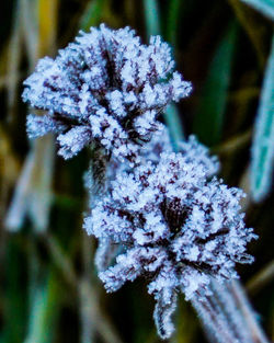 Close-up of snow on plant