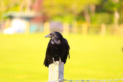 Close-up of bird perching on wooden post