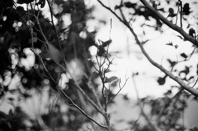 Low angle view of flowering plants on tree