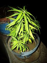 High angle view of potted plant on table