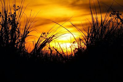 Scenic view of sunset