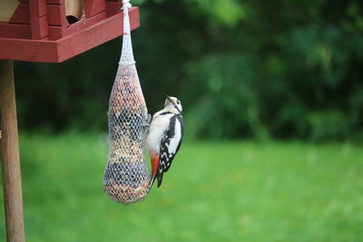 Butterfly perching on a bird feeder