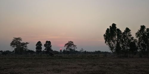 Silhouette trees on field against sky during sunset