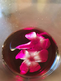 High angle view of pink rose floating on water