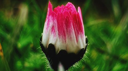 Close-up of pink flower