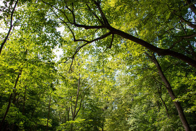 Low angle view of trees in forest