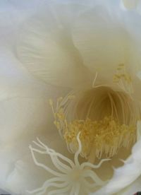 Close-up of flowers