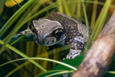 Close up of a mission golden eyed tree frog in captivity