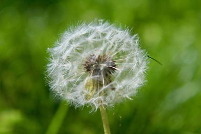 Close-up of dandelion flower