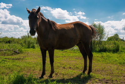 Horse standing in field