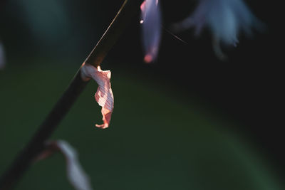 Close-up of dry leaves hanging on plant