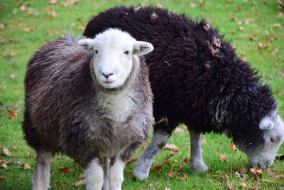 Portrait of sheep standing on field