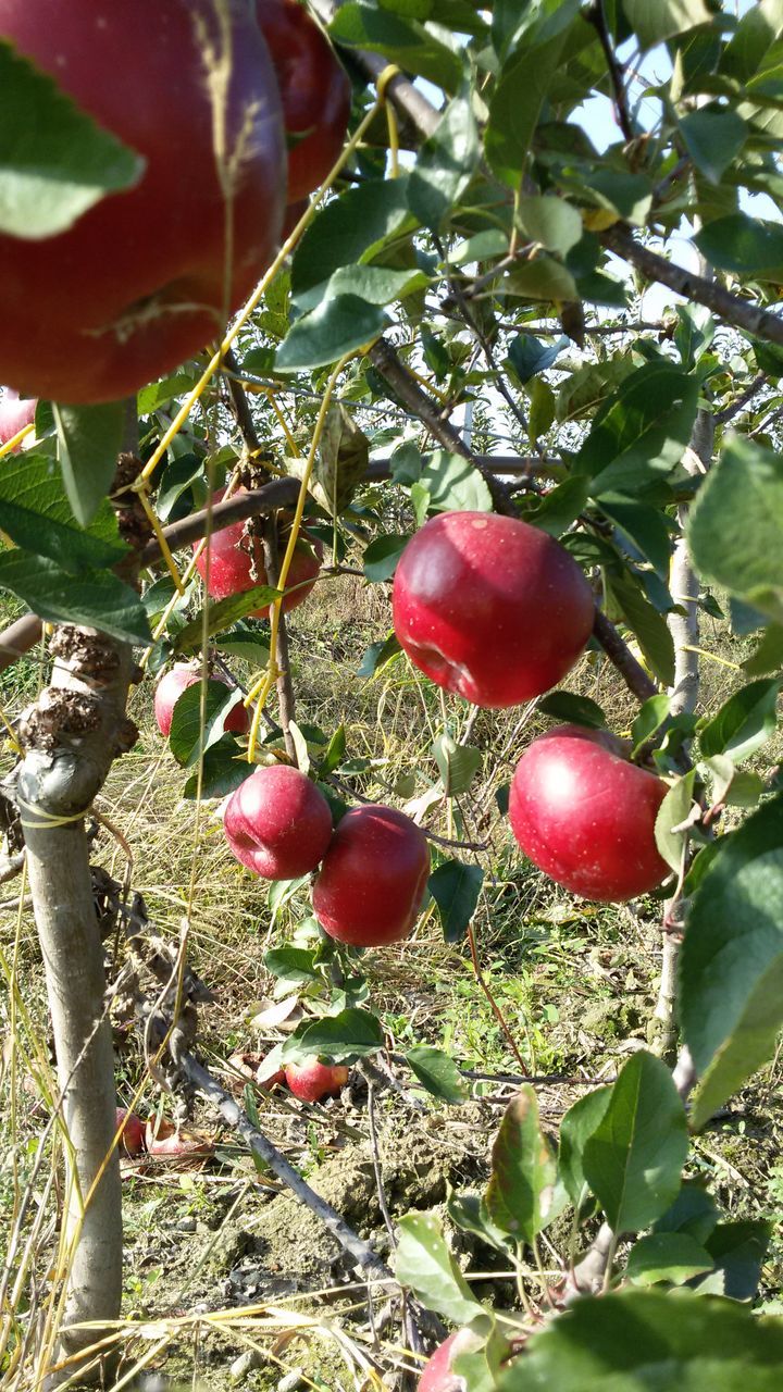 CLOSE-UP OF CHERRIES GROWING ON TREE