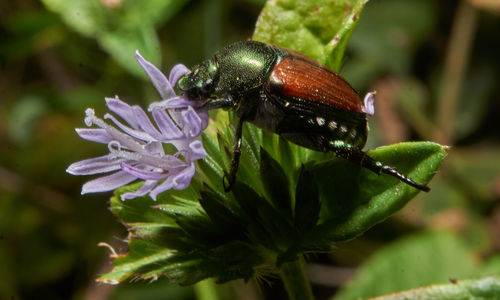 Close-up of insect pollinating on flower