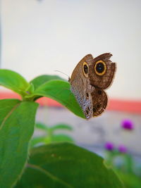 Close-up of butterfly on leaf