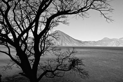 Bare tree with mountain in background