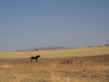 Horse grazing on field against clear sky