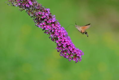 Close-up of insect pollinating on pink flower