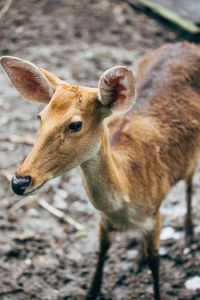 Cute deer at malaysia national zoo.