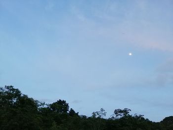 Low angle view of trees against sky at night